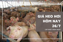 Giá heo hơi hôm nay 26/7: Giảm rải rác từ 1.000 đồng/kg đến 5.000 đồng/kg