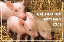 Giá heo hơi hôm nay 27/5: Tăng giảm trái chiều 1.000 đồng/kg