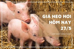 Giá heo hơi hôm nay 27/5: Tăng giảm trái chiều 1.000 đồng/kg