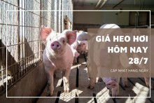 Giá heo hơi hôm nay 28/7: Đồng loạt giảm rải rác tại nhiều nơi
