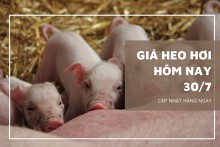 Giá heo hơi hôm nay 30/7: Biến động rải rác tại một vài nơi