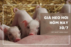 Giá heo hơi hôm nay 30/7: Biến động rải rác tại một vài nơi