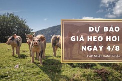 Dự báo giá heo hơi ngày 4/8: Tiếp tục điều chỉnh giảm ở một vài nơi?