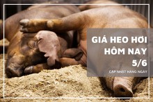 Giá heo hơi hôm nay 5/6: Xu hướng giảm sẽ còn tiếp diễn trong tuần tới?