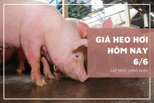 Giá heo hơi hôm nay 6/6: Nhiều địa phương tiếp tục xu hướng đi ngang