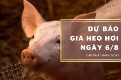 Dự báo giá heo hơi ngày 6/8: Giá thu mua sẽ tiếp tục hạ thấp trong thời gian tới?