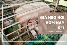 Giá heo hơi hôm nay 6/7: Đồng loạt đi ngang trên diện rộng
