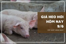 Giá heo hơi hôm nay 9/6: Hạ nhẹ 1.000 đồng/kg tại khu vực miền Nam