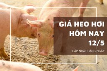 Giá heo hơi hôm nay 12/5: Ba miền điều chỉnh trái chiều