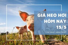 Giá heo hơi hôm nay 15/5: Thị trường sẽ tiếp đà tăng nhẹ trong tuần sau?