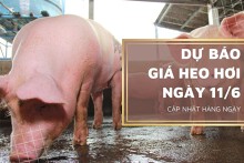Dự báo giá heo hơi ngày 11/6: Thị trường sẽ giảm trở lại trong ngày cuối tuần?