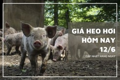 Giá heo hơi hôm nay 12/6: Các địa phương sẽ duy trì đà giảm trong thời gian tới?