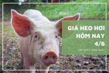 Giá heo hơi hôm nay 4/6: Nhiều địa phương tiếp tục đi ngang