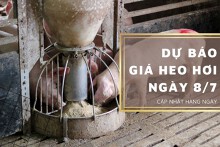 Dự báo giá heo hơi ngày 8/7: Các tỉnh thành tiếp đà phục hồi?