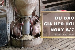 Dự báo giá heo hơi ngày 8/7: Các tỉnh thành tiếp đà phục hồi?