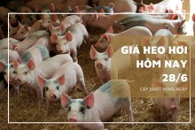 Giá heo hơi hôm nay 28/6: Tăng cao nhất 2.000 đồng/kg