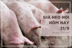 Giá heo hơi hôm nay 31/5: Giảm từ 1.000 đồng/kg đến 2.000 đồng/kg