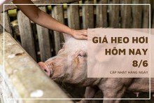 Giá heo hơi hôm nay 8/6: Đứng yên ở khu vực phía Bắc và miền Trung, Tây Nguyên
