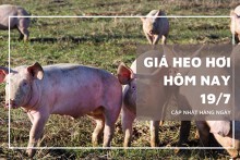 Giá heo hơi hôm nay 19/7: Đồng loạt tăng thêm từ 1.000 đồng/kg đến 7.000 đồng/kg