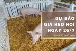 Dự báo giá heo hơi ngày 26/7: Các tỉnh thành sẽ quay trở lại đà tăng?