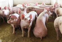 Dự báo giá heo hơi ngày 19/4: Giá thu mua sẽ biến động mạnh trong thời gian tới?