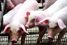Dự báo giá heo hơi ngày 12/4: Thị trường sẽ điều chỉnh giảm trong ngày mai?