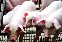 Dự báo giá heo hơi ngày 3/5: Biến động nhẹ vào ngày mai?