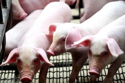 Dự báo giá heo hơi ngày 3/5: Biến động nhẹ vào ngày mai?