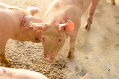 Giá heo hơi hôm nay 30/4: Nhích nhẹ tại khu vực miền Trung, Tây Nguyên và miền Nam