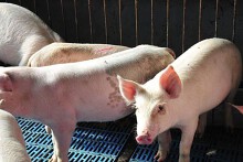 Giá heo hơi hôm nay 17/4: Xu hướng tăng - giảm trái chiều sẽ còn tiếp diễn trong tuần tới?
