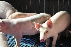 Giá heo hơi hôm nay 17/4: Xu hướng tăng - giảm trái chiều sẽ còn tiếp diễn trong tuần tới?