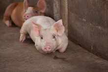 Giá heo hơi hôm nay 28/4: Dao động trong khoảng 53.000 - 58.000 đồng/kg