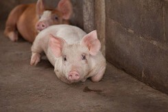 Giá heo hơi hôm nay 28/4: Dao động trong khoảng 53.000 - 58.000 đồng/kg