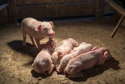 Dự báo giá heo hơi ngày 21/4: Tiếp tục biến động trái chiều trong ngày mai?