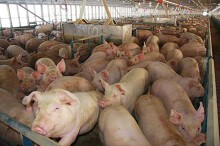 Dự báo giá heo hơi ngày 29/3: Ba miền có tiếp tục giảm trong thời gian tới?