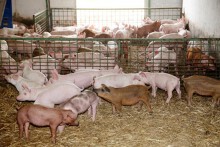 Giá heo hơi hôm nay 7/4: Ba miền điều chỉnh 1.000 - 2.000 đồng/kg