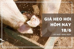 Giá heo hơi hôm nay 18/6: Giảm cao nhất 4.000 đồng/kg