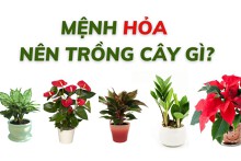 Mệnh Hỏa nên trồng cây gì? Top 5 loại cây phong thủy hút tài lộc, may mắn