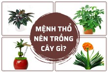 Mệnh Thổ nên trồng cây gì để thu tài hút lộc?