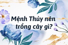 Mệnh Thủy nên trồng cây gì: Top những loài cây giúp vượng tài lộc