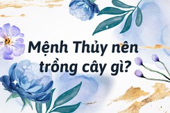 Mệnh Thủy nên trồng cây gì: Top những loài cây giúp vượng tài lộc