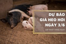 Dự báo giá heo hơi ngày 3/6: Xu hướng giảm vẫn kéo dài?