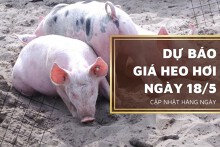 Dự báo giá heo hơi ngày 18/5: Xu hướng tăng sẽ quay trở lại?
