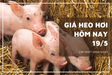 Giá heo hơi hôm nay 19/5: Điều chỉnh trái chiều cao nhất 3.000 đồng/kg