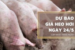 Dự báo giá heo hơi ngày 24/5: Thị trường sẽ tiếp tục ổn định?