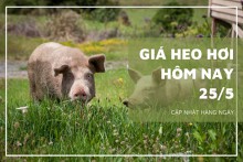 Giá heo hơi hôm nay 25/5: Giảm cao nhất 2.000 đồng/kg