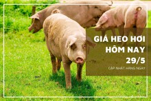 Giá heo hơi hôm nay 29/5: Xu hướng tăng giảm trái chiều vẫn duy trì trong tuần tới?