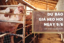 Dự báo giá heo hơi ngày 9/6: Thị trường vẫn sẽ kéo dài đà giảm?