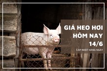Giá heo hơi hôm nay 14/6: Biến động trái chiều cao nhất 2.000 đồng/kg