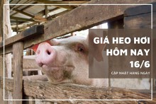 Giá heo hơi hôm nay 16/6: Tăng giảm trái chiều cao nhất 2.000 đồng/kg tại miền Nam